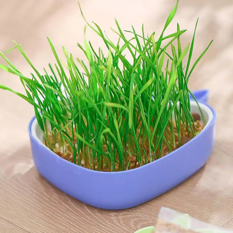 Cat Grass Growing Kit Whale Shape Cat Grass Pot Layered Design Soillness Hydroponic Sprout Tray Hollow Planting Box for Cats