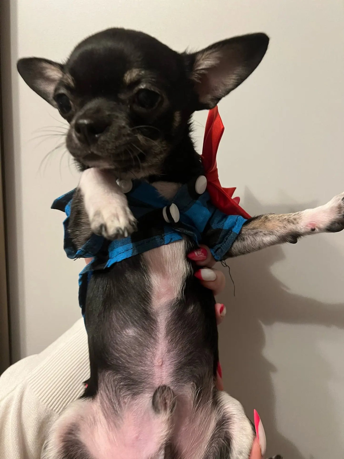 Bowtie Dog Blouse Classical Breathable Plaid T-Shirts Summer Dog Clothes for Small Dogs Puppy Large Cat Vest Chihuahua Yorkies