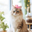 Pet Cowboy Hat Pet Hat Halloween Kitten Hat Shiny Cowboy Hats Small Cowboy Hat Dog Costume Cat Hat Cosplay Prop Western Cowboy