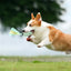 Pine Cone Dog Toy Squeaky Rope Dog Toy With Teething Strips Durable Soft Pet Toys For Puppy And Dog Energy Consuming Playtime