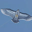 NEW Arrive Outdoor Fun Sports  59 Inch Eagle Kite With Handle And Line For Kids Or Adults Good Flying