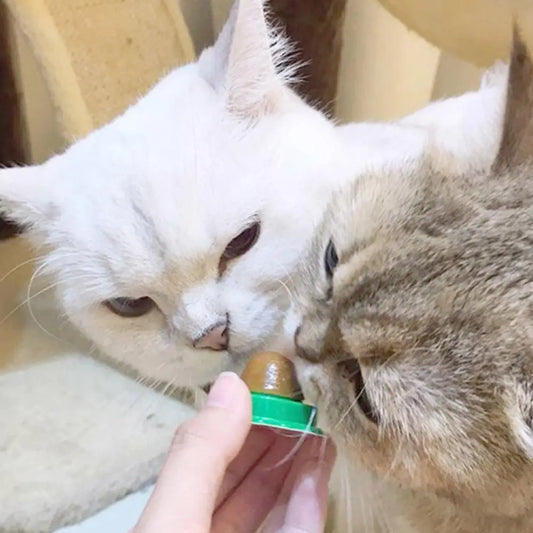 Healthy Cat Mint Ball Nutritious Candy Solid Sticky Wall Digestion Cat Snacks Pet Teeth Cleaning Anti-Bite Snacks Licking Candy