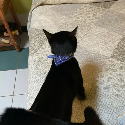 Small Dog Cat Bandana Collar Adjustable Puppy Dog Kitten Neckerchief PU Collar with Printed Triangular Scarf Pet Collar for Cat