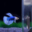 Acrylic Aquarium Betta Mirror Fish Tank Floating Round Mirror For Fish Betta Flowerhorn Cichlid Training 4cm/5cm/6cm/7cm/8cm/9cm
