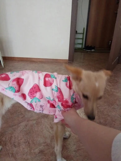 Xs Dog Clothes for Small Dogs Girl Puppy Clothing for Small Dogs Boy Cat Jacket Personalise Pet Shirts for Pug Chihuahua Bulldog