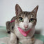 Small Dog Cat Bandana Collar Adjustable Puppy Dog Kitten Neckerchief PU Collar with Printed Triangular Scarf Pet Collar for Cat