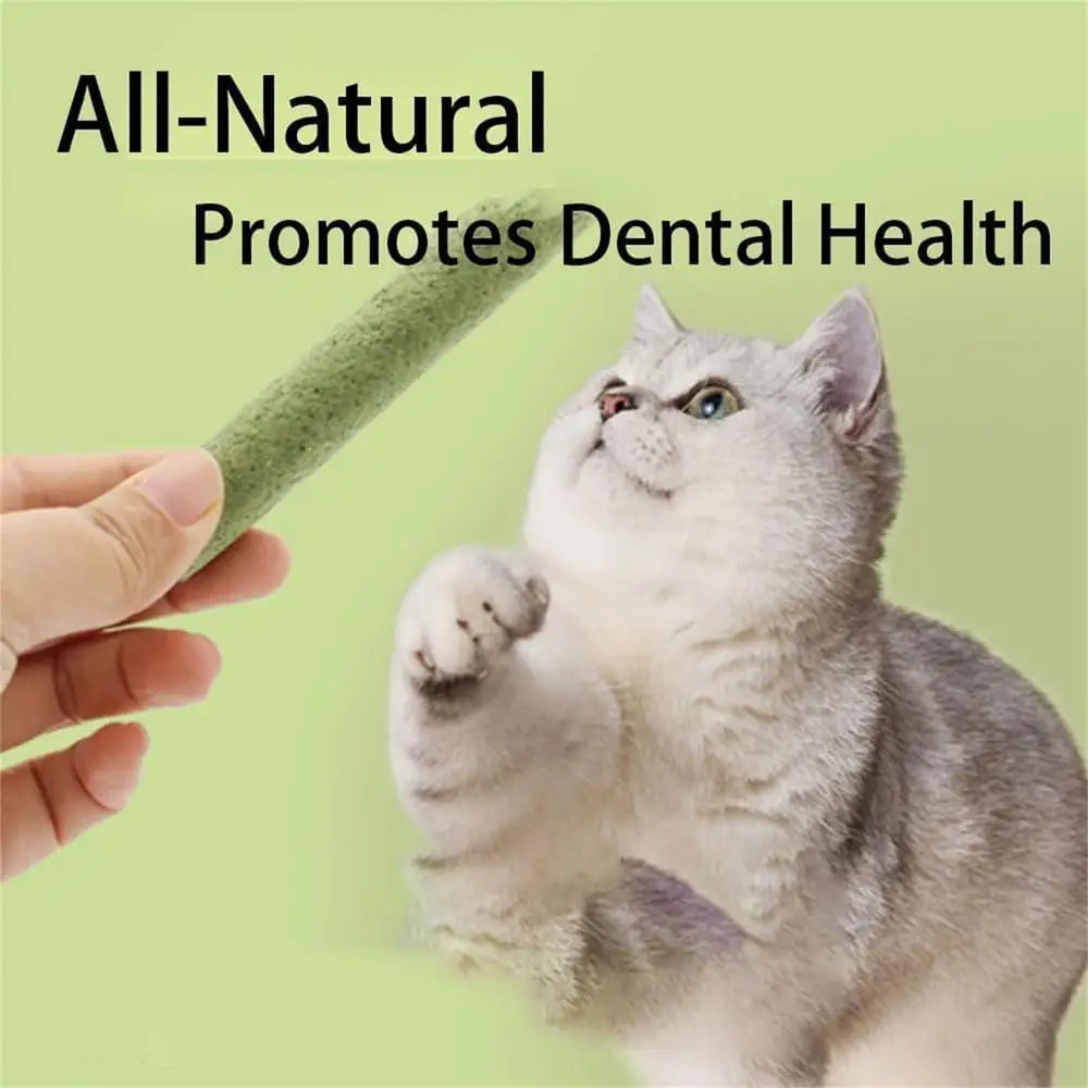 Cat Grass Stick Cat Grass Chewing Stick Natural Teeth Cleaner Removal Row Kitten Pet Snacks Teeth Caring for Kitten Mouth Health