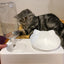 Non-Slip Double Cat Bowl Dog Bowl With Stand Pet Feeding Cat Water Bowl For Cats Food Pet Bowls For Dogs Feeder Product Supplies