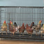 Chicken Coop Egg Laying Automatic Feces Clearing and Egg Rolling Chicken Cage Henhouse Folding Breeding Cage