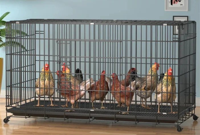 Chicken Coop Egg Laying Automatic Feces Clearing and Egg Rolling Chicken Cage Henhouse Folding Breeding Cage