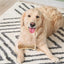Dog Teething Bone Beef Flavor Puppy Chew Bone Safe And Bite-resistant Large Dog Toys Edible Chew Toys For Pets Dogs