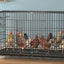 Chicken Coop Egg Laying Automatic Feces Clearing and Egg Rolling Chicken Cage Henhouse Folding Breeding Cage
