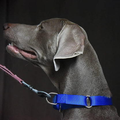 Martingale Heavy Duty Nylon Dog Collar for Small, Medium, Large Breeds Adjustable Safety Training Collar