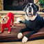 Dog Onesie Clothes Shedding of Dog Hair for Home Car Travel Anxiety Calming Shirt Surgery Recovery Body Jumpsuit for Large Dogs