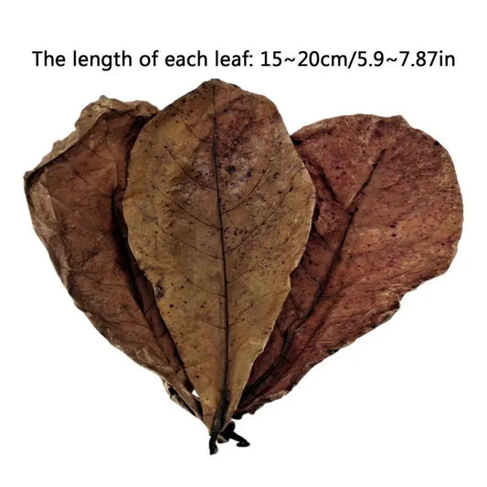 20pcs Aquarium Almond Leaves Catappa Almond Leaves Catappa LeavesTank Fish Cleaning Indian Almond Tree  Aquarium Decoration