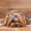 Pet Hair Accessories Bow Headdress Headband Cat Accessories Creative Princess Style Headdress Dress Up Dog Hair Clip Accessories