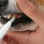 Dog Toothbrush Pen Toothbrush Pen For Cat Cat And Dog Tooth Whiten And Cleaning Toothbrush Pen Brightening Pen For Dog Cats Oral