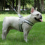 Stock dog leash Y-shaped pet chest strap teddy bichon walking dog leash reflective breathable leash adjustable