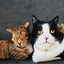 50cm Cute Lifelike 3D Cat Dog Plush Toys Stuffed Soft Animal Doll Simulation Sleep Pillow Sofa Cushion Home Decor Gift