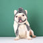 Winter Soft Dog Hat Warm Pet Dog Knitted Hat with Ear Holes Windproof Knitting French Bulldog Hat for Puppy Small Medium Dog Cap