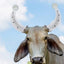 Cow Horn Protective Covers 1 Pair Cow Anti-Fight Horn Protector Cover Breathable Avoid Fence Damage Protector for Aggressive