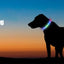 New Led Luminous Dog Collar PVC Waterproof , For Large Medium Small Dogs Collar Usb Light Night Safety Pet Glowing Accessories