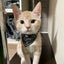 Small Dog Cat Bandana Collar Adjustable Puppy Dog Kitten Neckerchief PU Collar with Printed Triangular Scarf Pet Collar for Cat