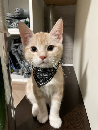 Small Dog Cat Bandana Collar Adjustable Puppy Dog Kitten Neckerchief PU Collar with Printed Triangular Scarf Pet Collar for Cat