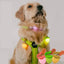 Dog Night Light 3 Flashlight Dog Cat Collar Glowing Pendant Night Safety Pet Leads Necklace Luminoues Bright Decoration Collars