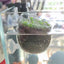 Aquatic Plant Pots Aquatic Planter With Suction Cups Red Shrimp Live Plants Fish Tank Holder Aquatic Tank Live Plant Pot