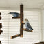 Natural Apple Tree Wood Bird Branch Stand Perches Pet Parakeet Budgie Hanging Play Toy Bird Cage Parrot Wooden Desk Holder