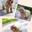 Cotton Puppy Dog Princess Dress for Small Dogs Suspender Skirt Summer Thin Pet Clothes Chihuahua Poodle Yorkies mascotas Dresses