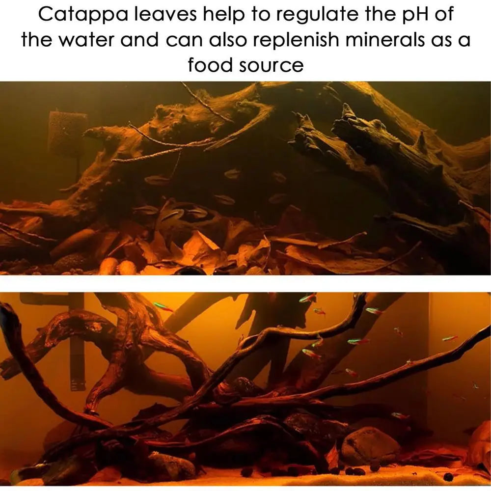 Terminalia Catappa Leaves Betta Shrimp Leaves PH Balance Water Conditioner for Aquarium Turtles Shrimps Habitat Accessory