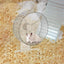 Silent Hamster Wheel Quiet Spinner Small Animals Exercise Wheels Super Quiet Hedgehog Acrylic Silent Spin With Height Adjustable