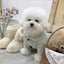 Dog Coat Winter Pet Jacket Button Warm Dog Clothes Chihuahua Bichon Clothing Girls Dog Costume Cat Clothing Puppy Sweatshirt
