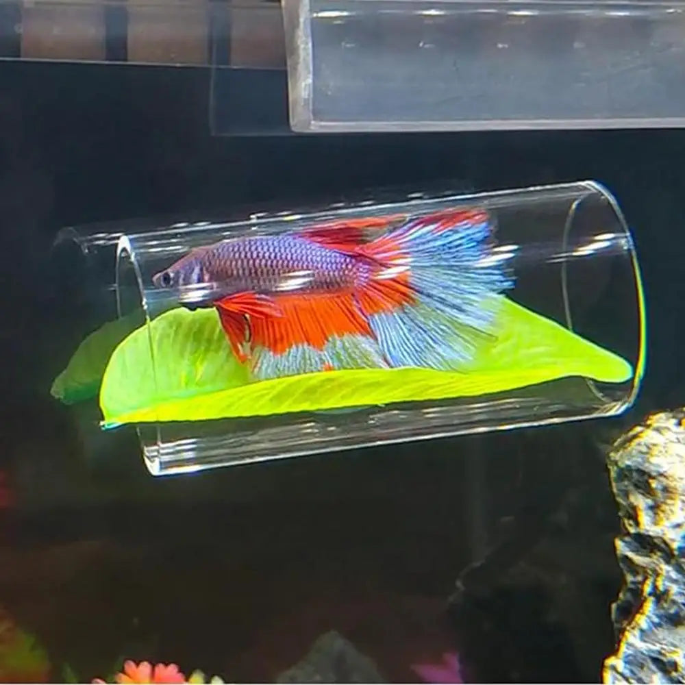 Betta Acrylic Tube Betta Fish Resting Tube Safe Enrichment Acrylic Tube Multifunctional Betta Tunnel Swim Tube Smooth