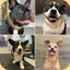 Chew Proof Stainless Steel 19MM Gold Dog Chain Collar with Solid Buckle Pet Chains Collars for Large Dog