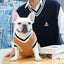 Pet College Style Sweater College Style V-neck Teddy knitted Vest Sweater Winter Warm Chihuahua French Bulldog Yorkie Coat