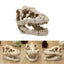 Aquarium Ornaments Decoration Resin Rhinoceros Horned Skull Goat-Head Shape Fish Tank Spider Scorpion Lizard Aquariums Shelter