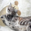 Pet Dog Dog Cat Pillow Protects Cervical Spine Deep Sleep U-Shaped Pillow Kitten Puppy Pillow Half Moon Calming Toy