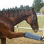 Fly Boots For Horses 4 PCS Fly Boots Reusable For Horses Fly Boots Durable Fly Boots Horses Minimizes Leg Fatigue Reduces Relife
