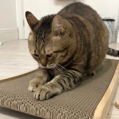 Small Cat Scratcher Scraper Detachable Grinding Claw Toys 3 In 1 Cat Scratch Board Training Grinding Claw for Cats Lounge Bed
