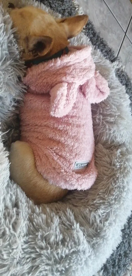 Clothes For Cat Sphinx Jacket Cat Clothes Egyptian Kitten Clothing Dog Hoodie Yorkshire Sweater Puppy Pet Chihuahua Hairless Xs