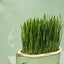 Good Quality Soilless hydroponic growing cup Lazy planting cup Hydroponic cultivation