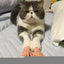 Mini Hand Toy 10 Pairs Tiny Toys Finger Funny Shape Mini Finger Puppets For Taking Photos Massaging Cats Cat Cosplay
