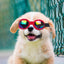 Pet Goggles Puppy Eye Protection UV Protection Dog Sunglasses With Adjustable Strap Eye Protection Goggles for Dogs Doggy Pet