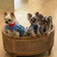 Four Seasons Universal Pet Nest Mat Suitable for Solid Wood Oak Kennel Cat Nest Sofa Bed Medium and Small Dog Universal Dog Sofa