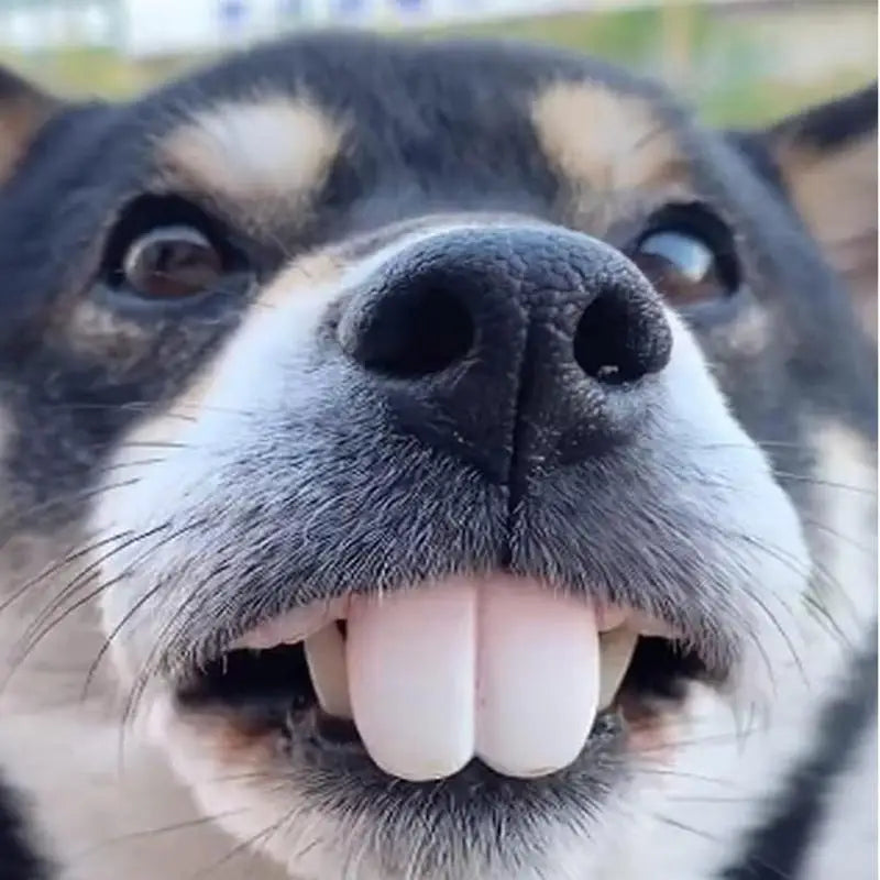 Pet CorgiDog False Teeth Toy Rabbit Front BuckTeeth Cover Funny Puppy Dentures Pet Decorating Cosplay Halloween Costume