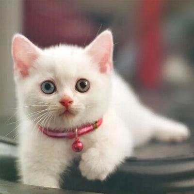 Cost-Effective Adjustable Snap-On Cat Collar With Bells Reflective Sturdy Nylon Collar For Kittens Cat Pet Supplies Cat Necklace