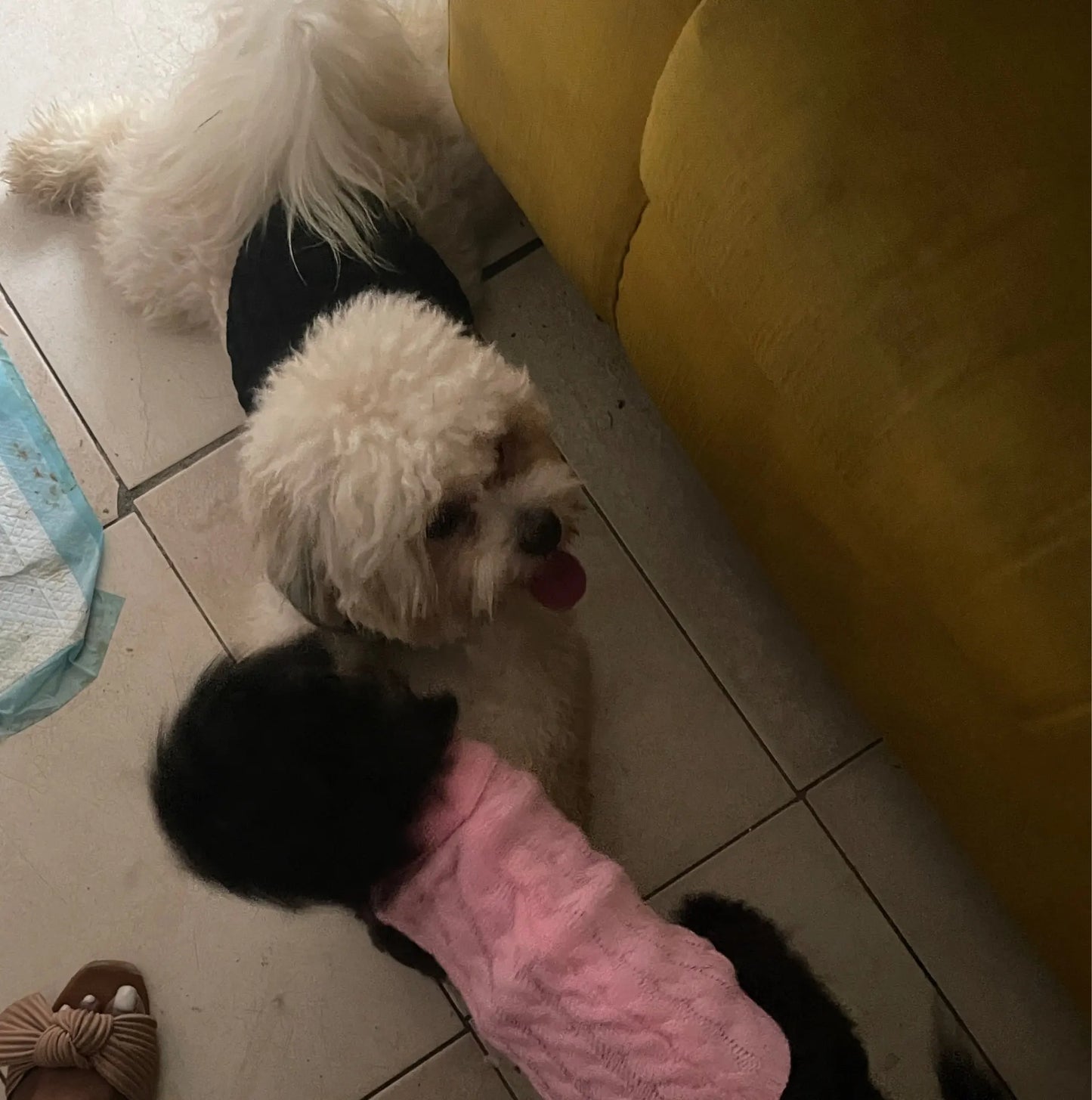 Warm Dog Clothes Knitted Clothes for Dogs Chihuahua Sweater for Small Dogs Winter Clothes for Sphinx Cat Dog Sweater for York